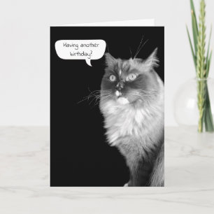 Ragdoll Birthday Humor Card Kort