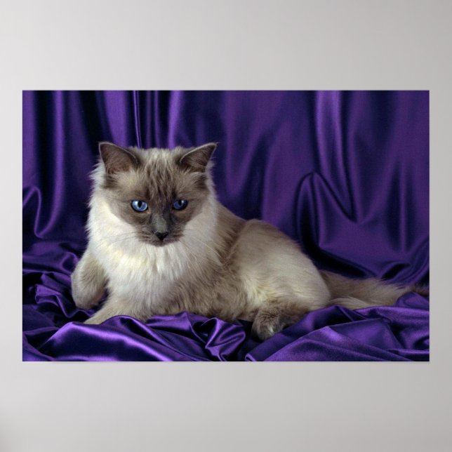 Ragdoll, blå punkt poster (Framsidan)
