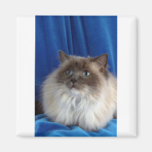 Ragdoll blått pekar magnet
