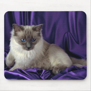 Ragdoll blått pekar musmatta