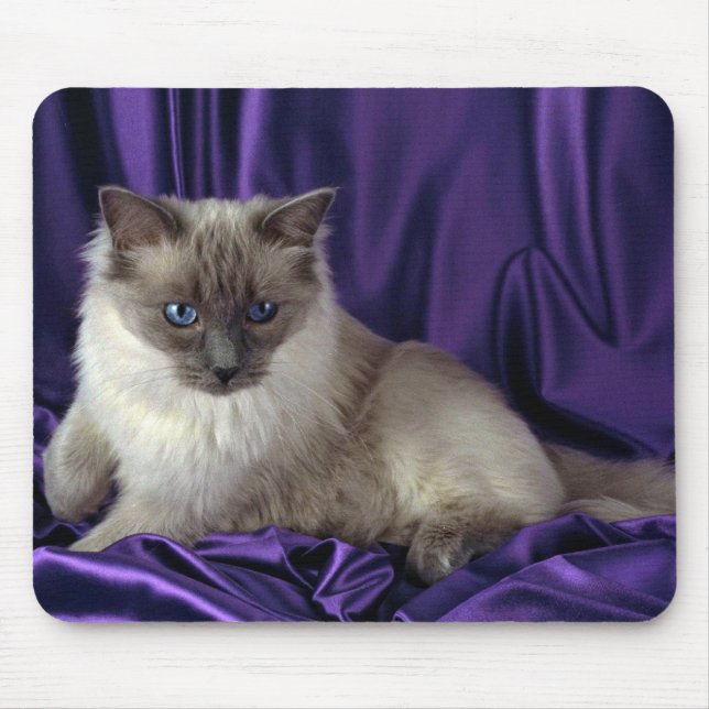 Ragdoll blått pekar musmatta (Framsidan)