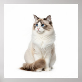 Ragdoll Cat Art Poster