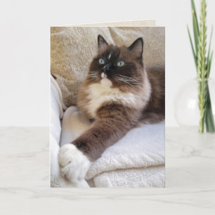 Ragdoll Cat Birthday Kort