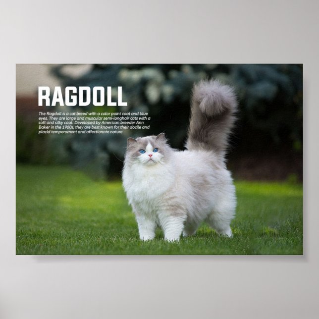 Ragdoll Cat Breed Poster (Framsidan)
