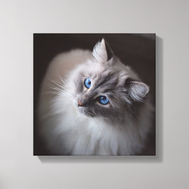 Ragdoll Cat Canvas - Millies blå Ögon