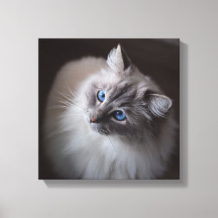 Ragdoll Cat Canvas - Millies blå Ögon