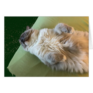 Ragdoll Cat Couch Potato Hälsningskort