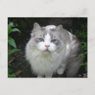 Ragdoll Cat DIY-vykort Vykort