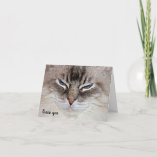 Ragdoll Cat Djuromsorg Tack Kort