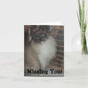 Ragdoll Cat, du saknas! Kort