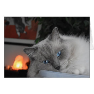 Ragdoll Cat Hälsningskort