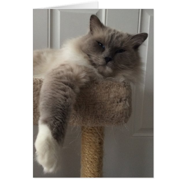 Ragdoll Cat Hälsningskort (Framsidan)