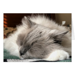 Ragdoll Cat Hälsningskort