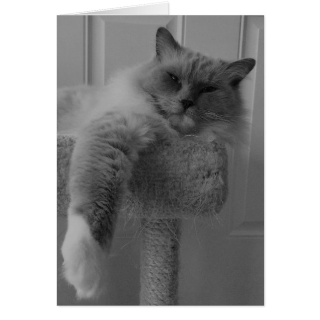 Ragdoll Cat Hälsningskort (Framsidan)