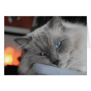 Ragdoll Cat Hälsningskort