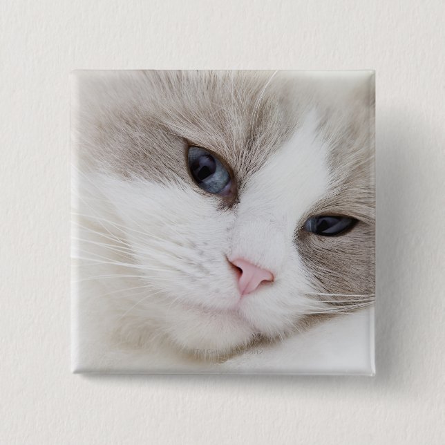 Ragdoll cat knapp (Framsida)