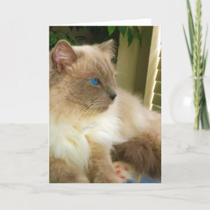 Ragdoll Cat Kort