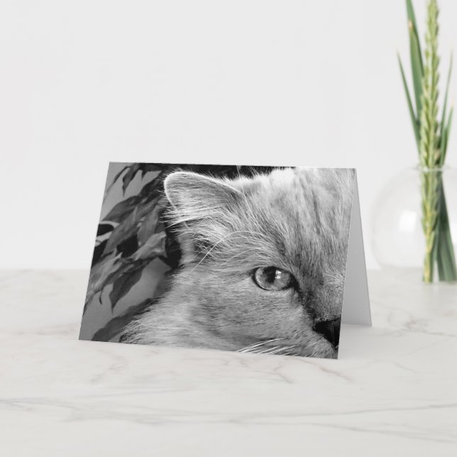 Ragdoll Cat, kort (Framsida)