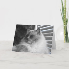 Ragdoll Cat Kort