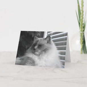 Ragdoll Cat Kort