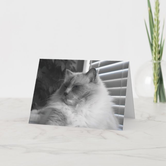 Ragdoll Cat Kort (Framsida)