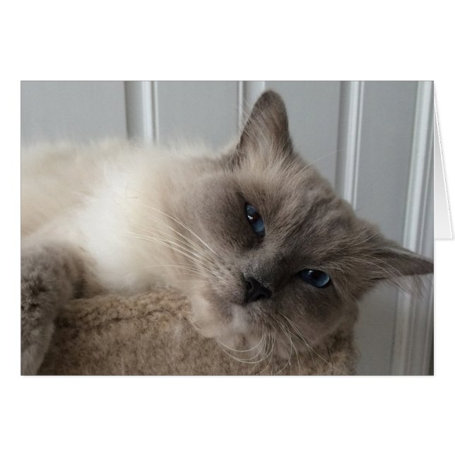 Ragdoll Cat, kort (Framsidan Horizontal)