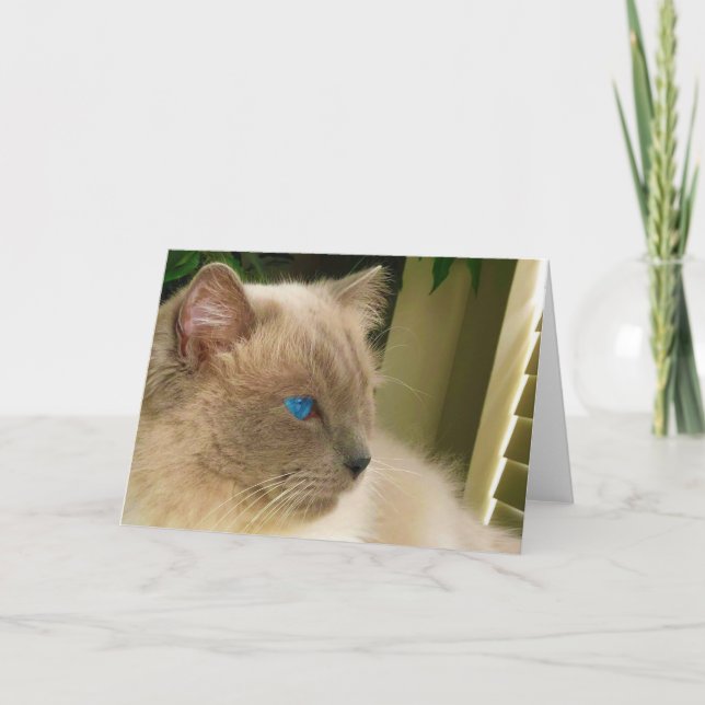 Ragdoll Cat Kort (Framsida)