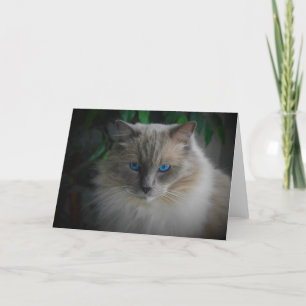 Ragdoll Cat Kort
