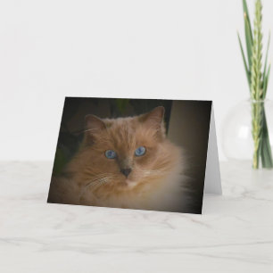 Ragdoll Cat Kort