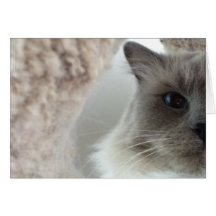 Ragdoll Cat, kort