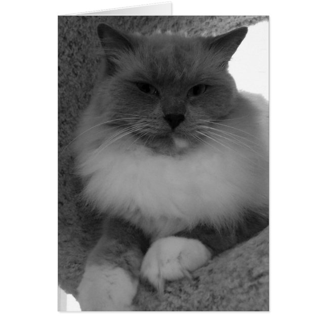 Ragdoll Cat, kort (Framsidan)