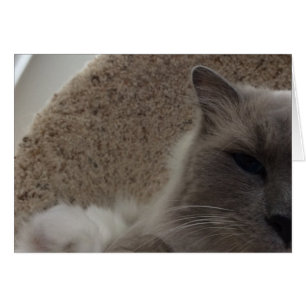Ragdoll Cat, kort