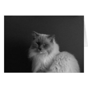 Ragdoll Cat, kort