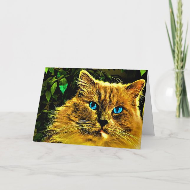 Ragdoll Cat, kort (Framsida)