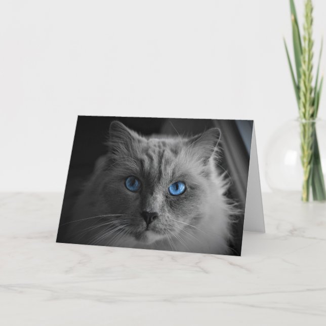 Ragdoll Cat, kort (Framsida)