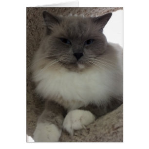 Ragdoll Cat, kort