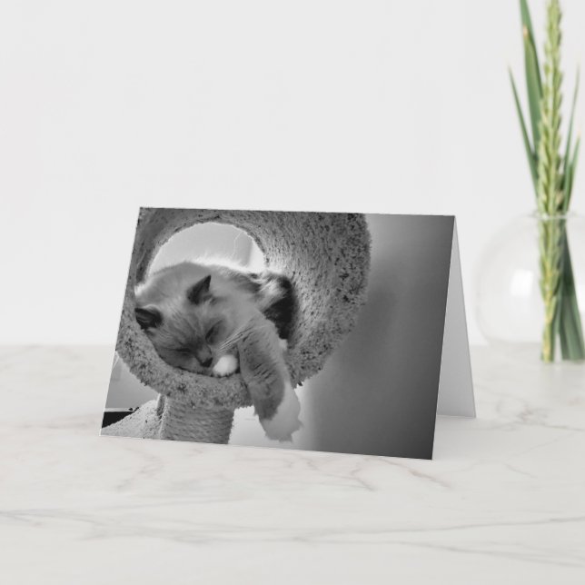 Ragdoll Cat, kort (Framsida)