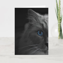 Ragdoll Cat, kort