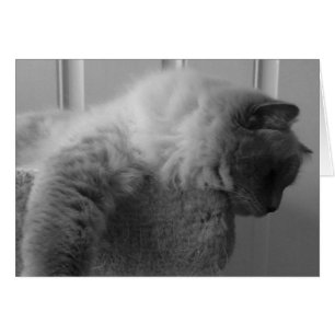 Ragdoll Cat, kort