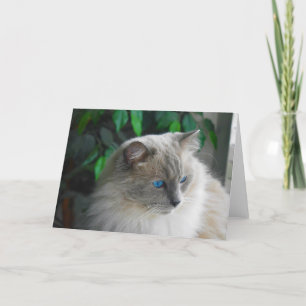 Ragdoll Cat Kort
