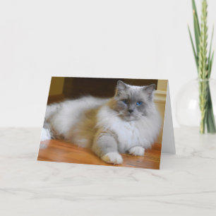 Ragdoll Cat, kort
