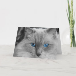 Ragdoll Cat Kort