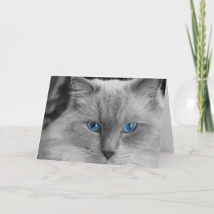 Ragdoll Cat Kort