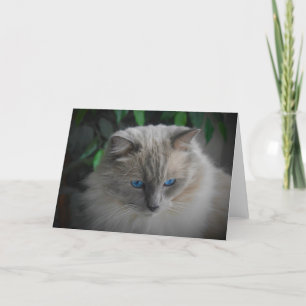 Ragdoll Cat Kort