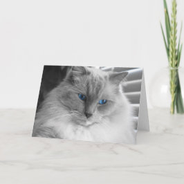 Ragdoll Cat Kort