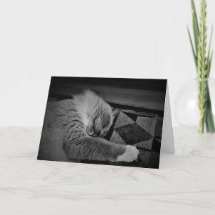 Ragdoll Cat Kort