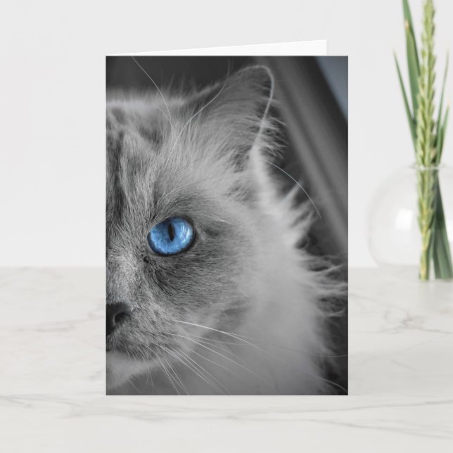 Ragdoll Cat, kort (Framsida)