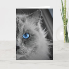 Ragdoll Cat, kort