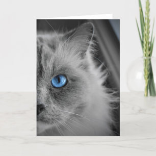 Ragdoll Cat, kort