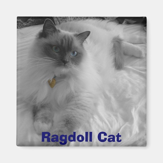 Ragdoll Cat Magnet (Framsidan)